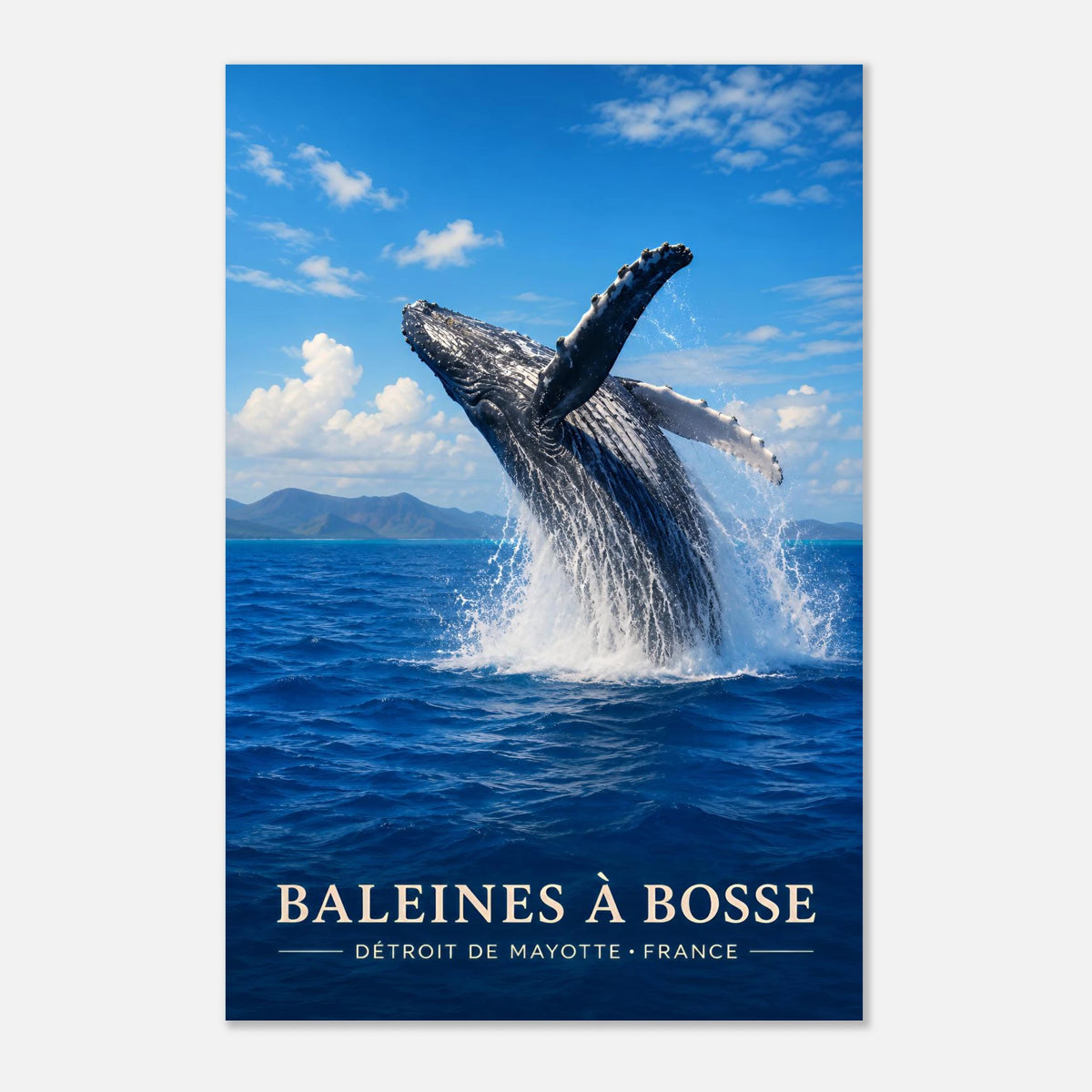 Baleines à Bosse | Mayotte