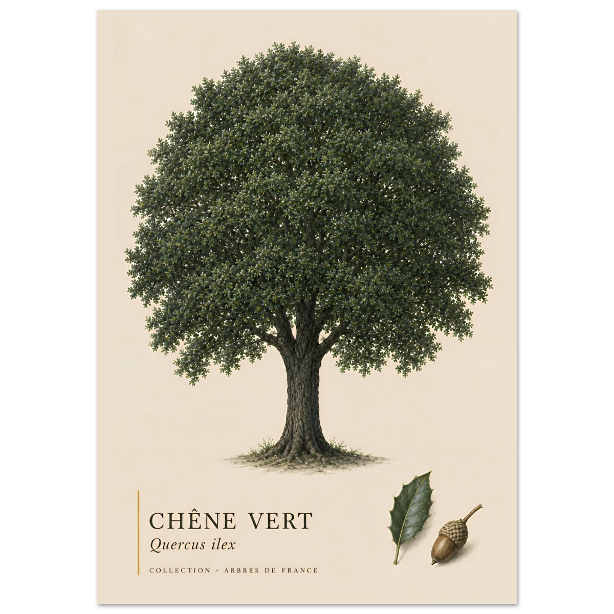 Chêne Vert | Collection Arbres de France