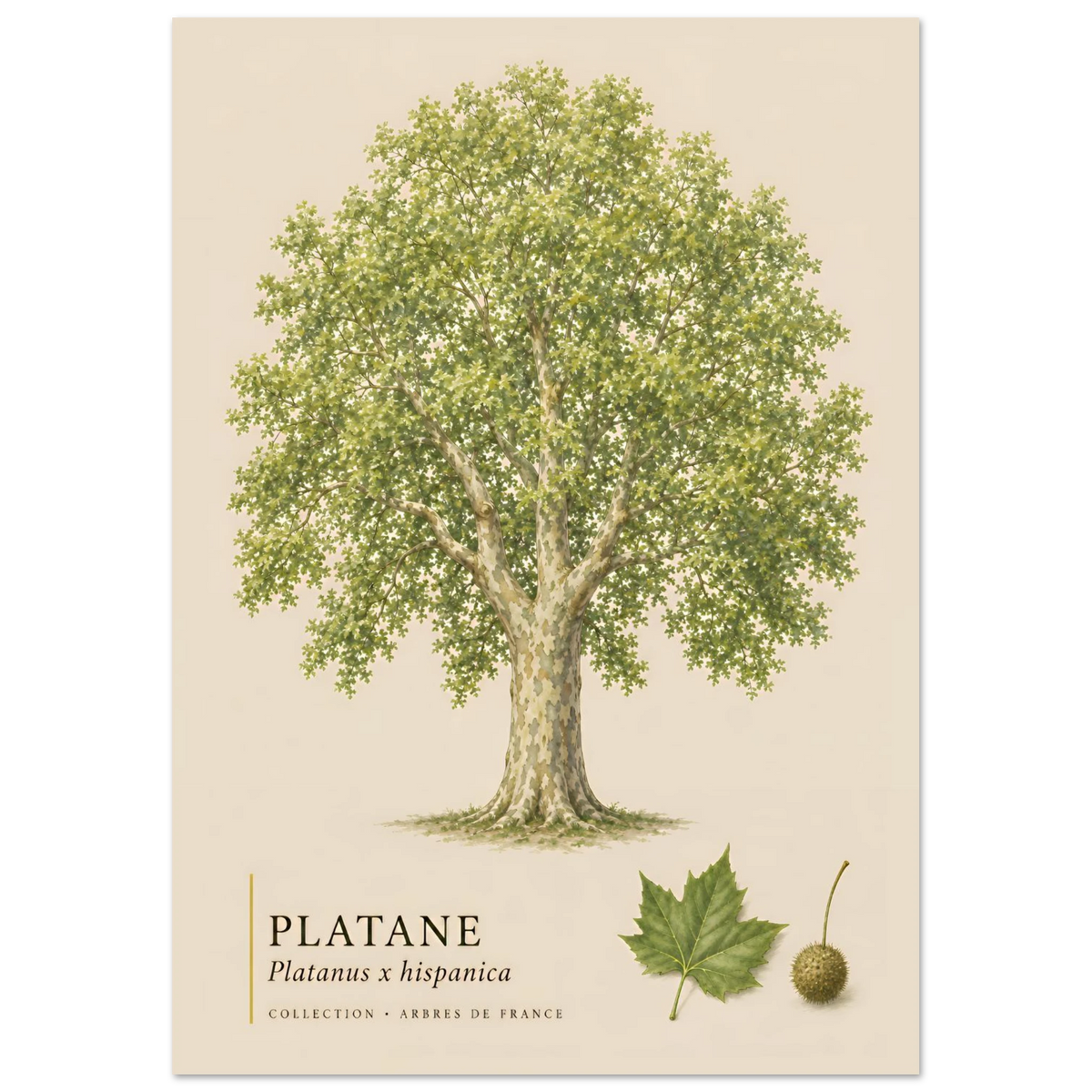 Platane | Collection Arbres de France