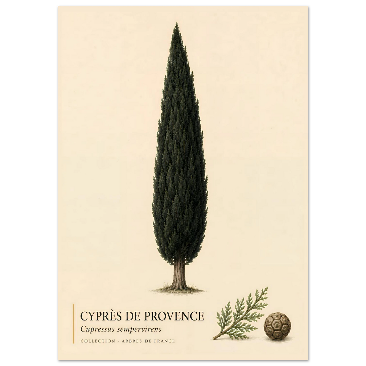 Cyprès de Provence - Collection Arbres de France