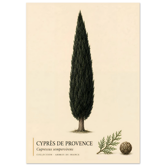Cyprès de Provence - Collection Arbres de France