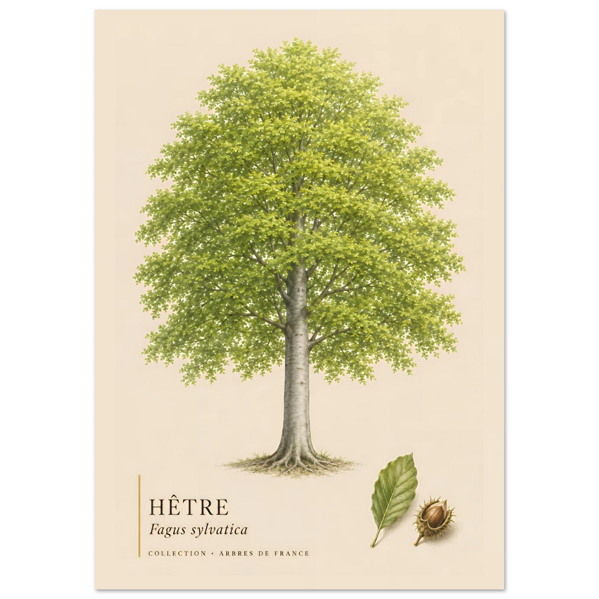 Hêtre - Collection Arbres de France