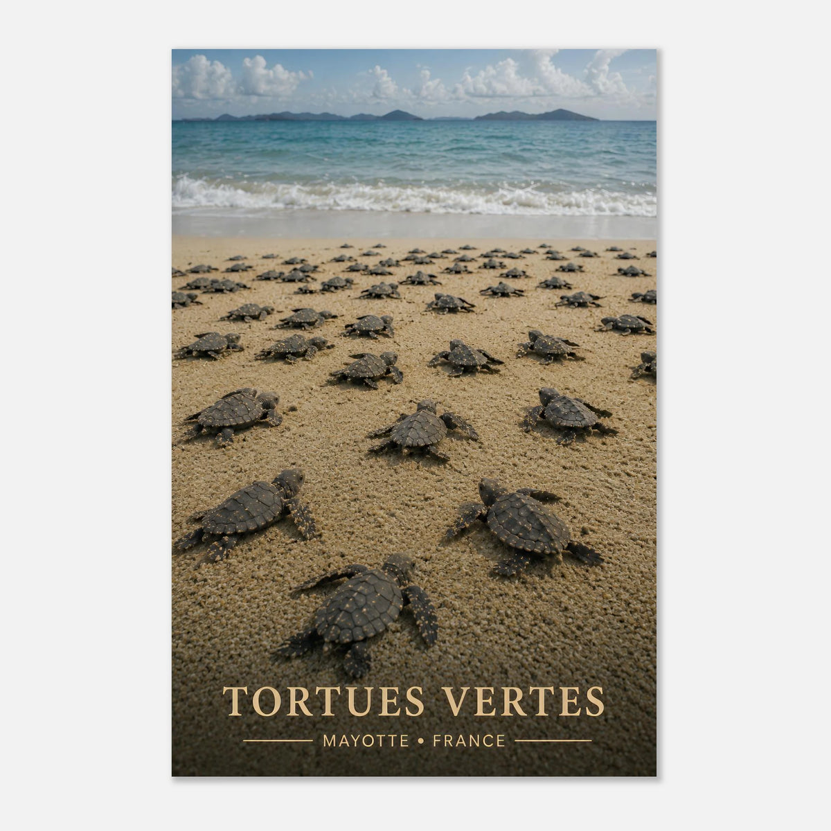 Bébé Tortues Marines | Mayotte