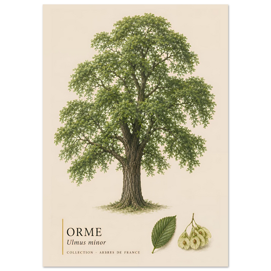 Orme - Collection Arbres de France