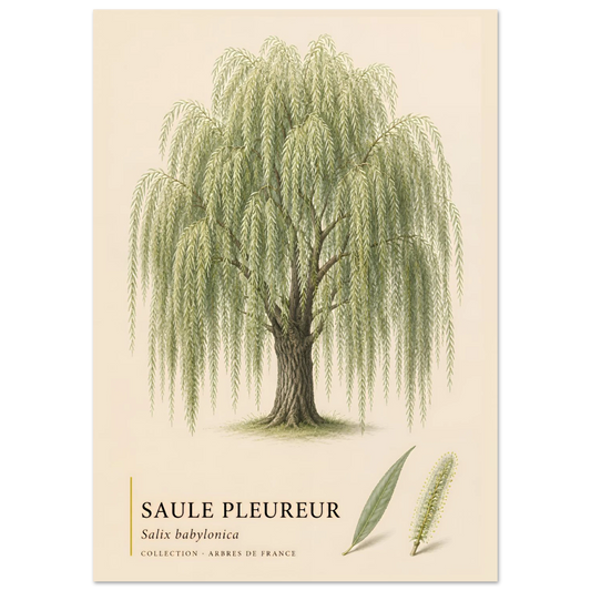 Saule Pleureur | Collection Arbres de France