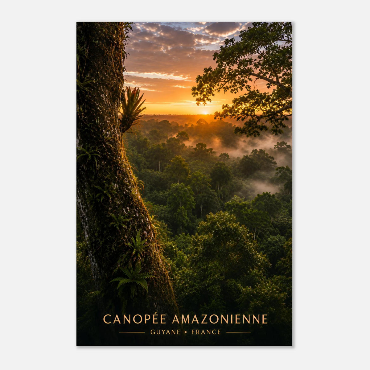 Canopée Amazonienne | Guyane