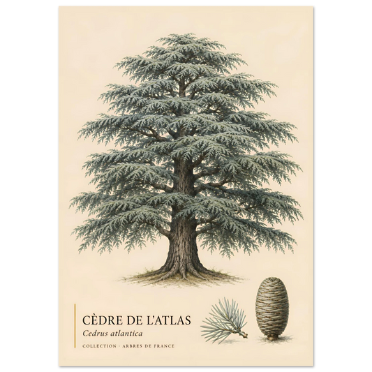 Cèdre de l'Atlas | Collection Arbres de France