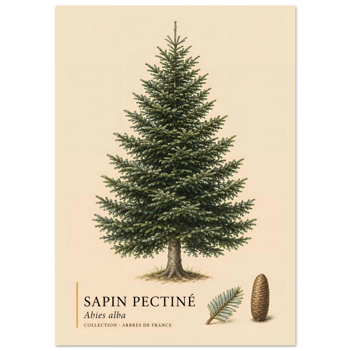 Sapin Pectiné | Collection Arbres de France