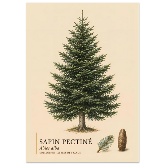 Sapin Pectiné | Collection Arbres de France