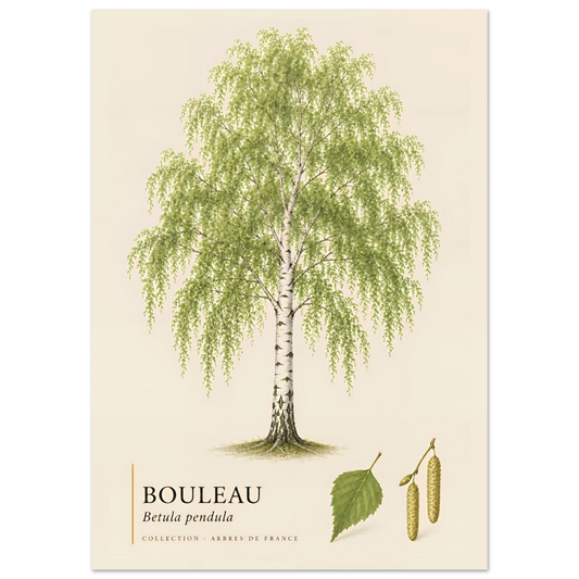 Bouleau | Collection Arbres de France