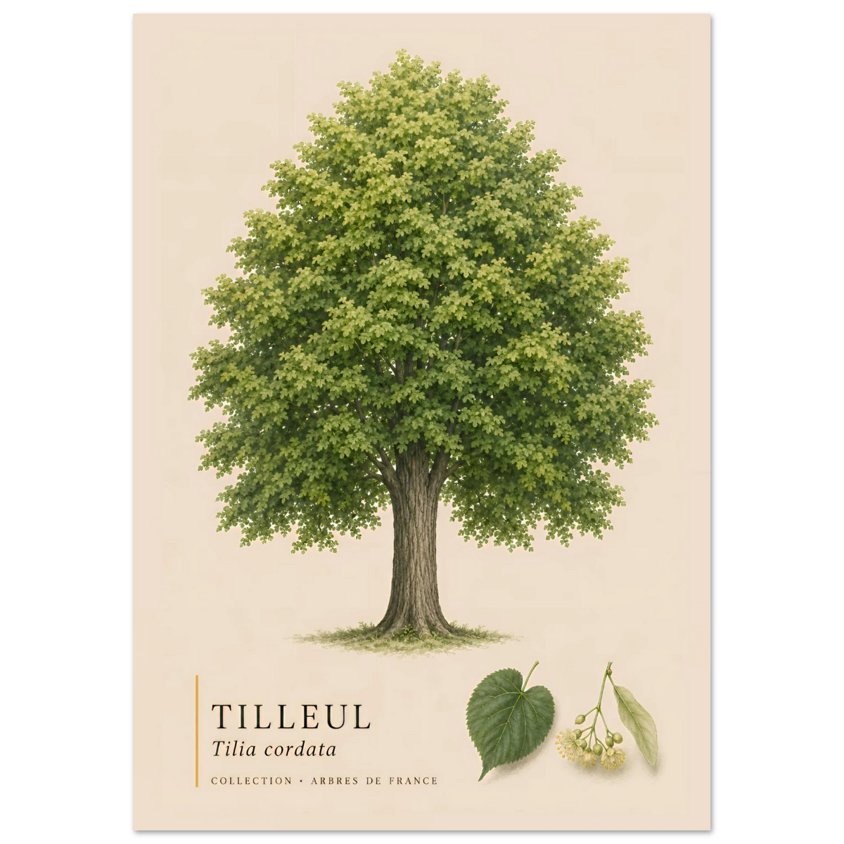 Tilleul | Collection Arbres de France