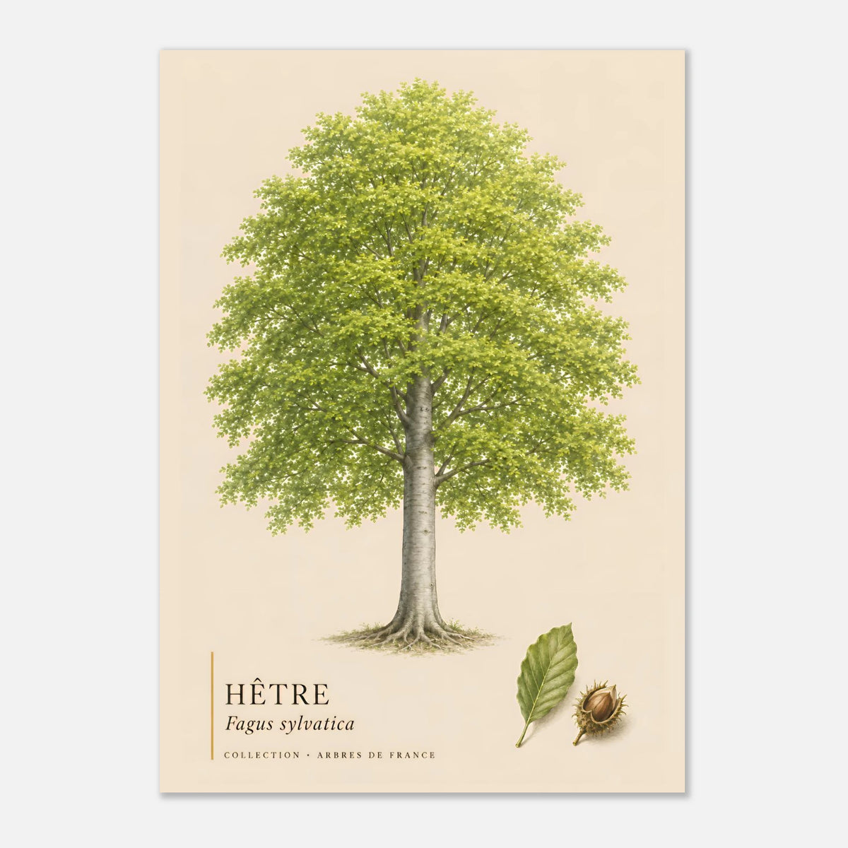 Hêtre - Collection Arbres de France
