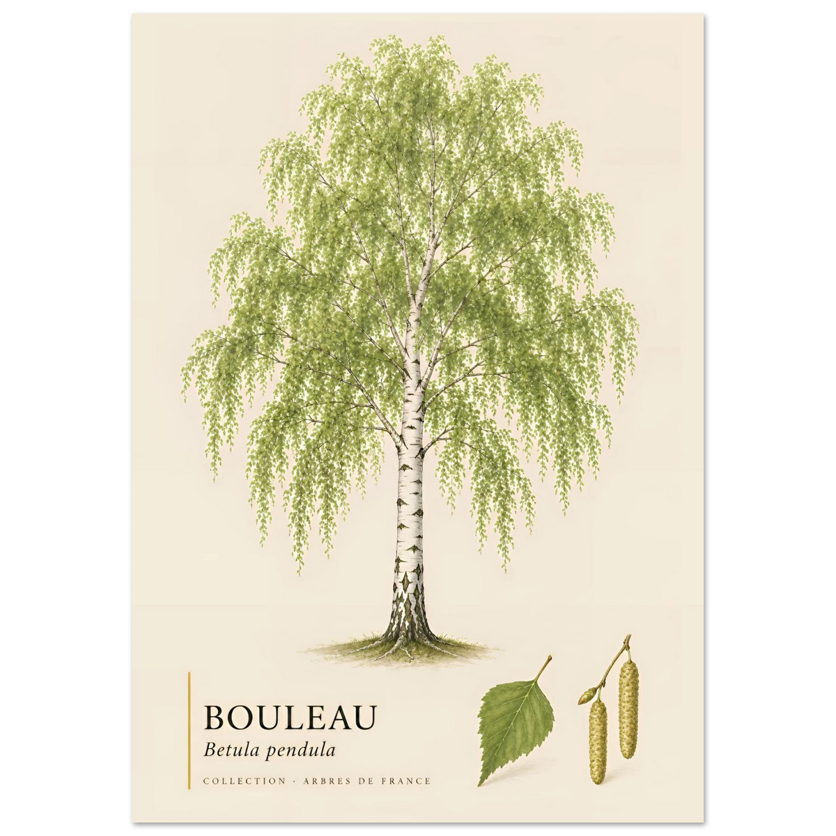 Bouleau | Collection Arbres de France