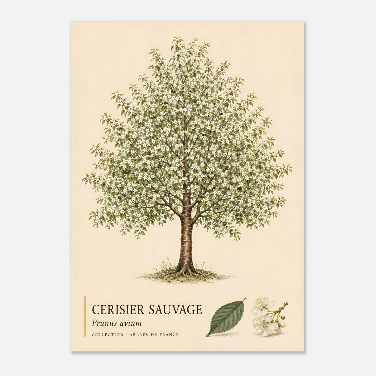 Cerisier Sauvage | Collection Arbres de France