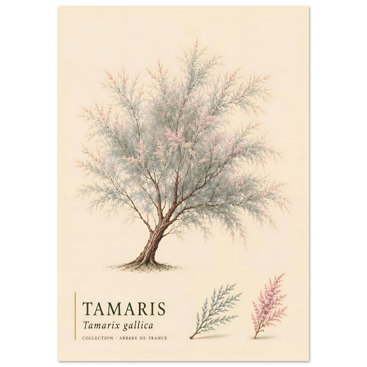 Tamaris | Collection Arbres de France