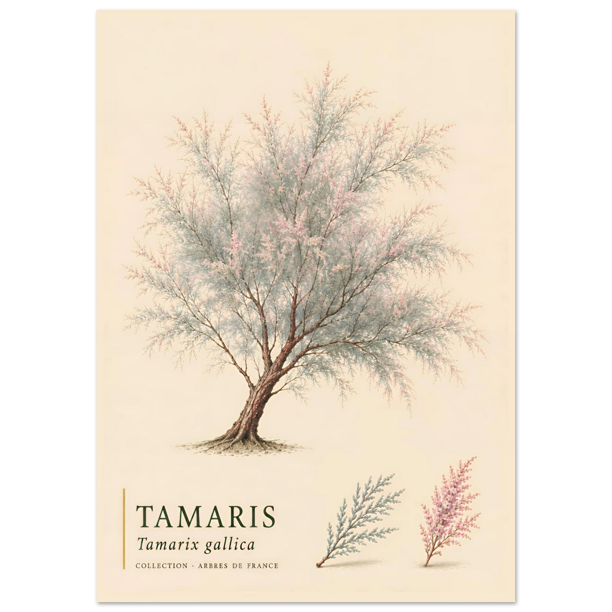 Tamaris | Collection Arbres de France