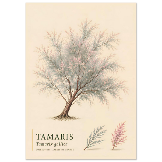 Tamaris | Collection Arbres de France