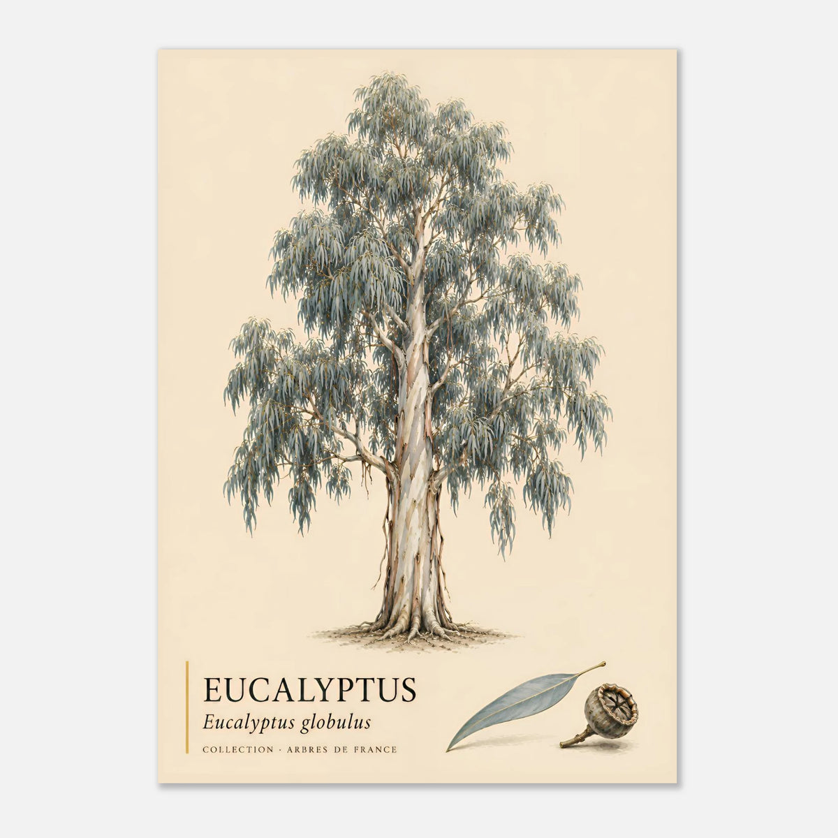 Eucalyptus - Collection Arbres de France