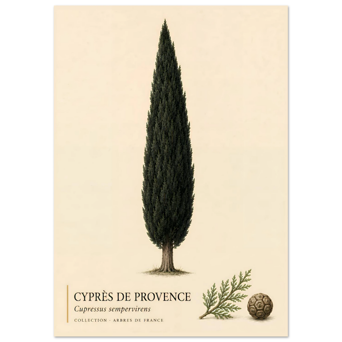 Cyprès de Provence - Collection Arbres de France