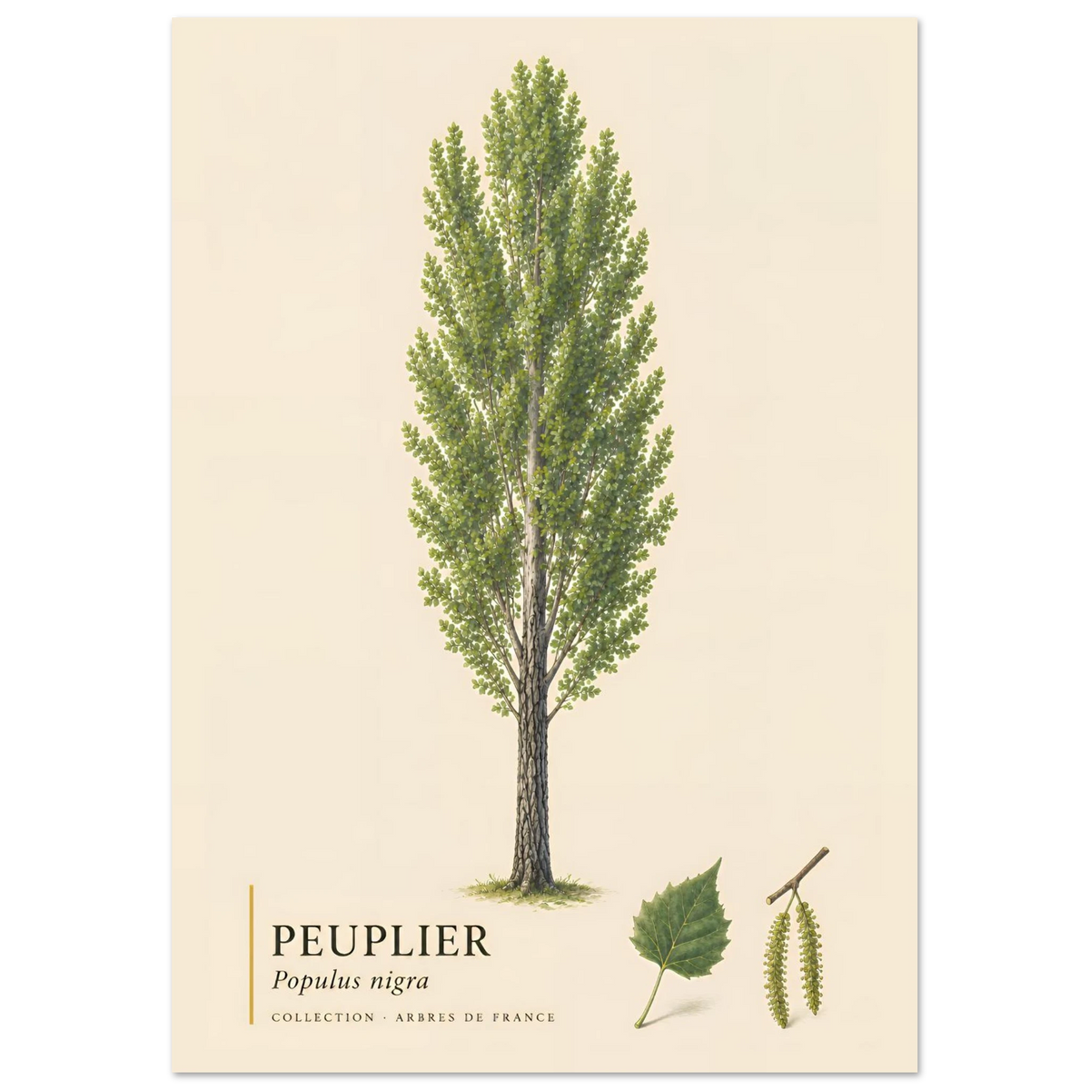 Peuplier Noir - Collection Arbres de France