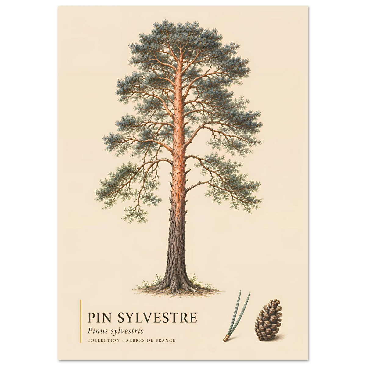 Pin Sylvestre | Collection Arbres de France