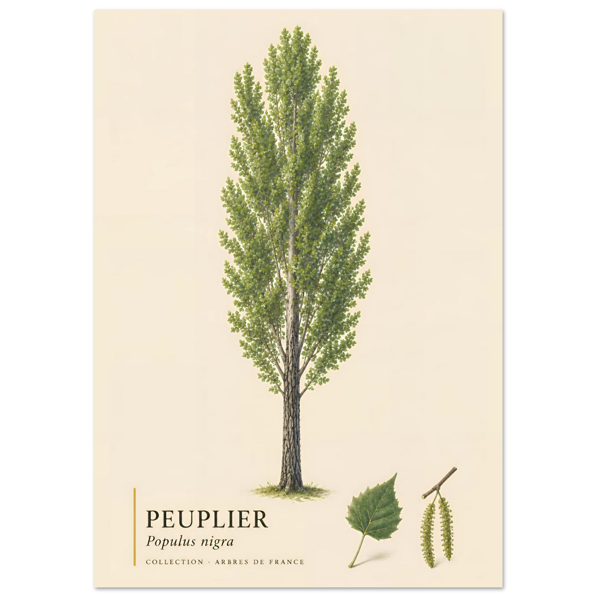 Peuplier Noir - Collection Arbres de France