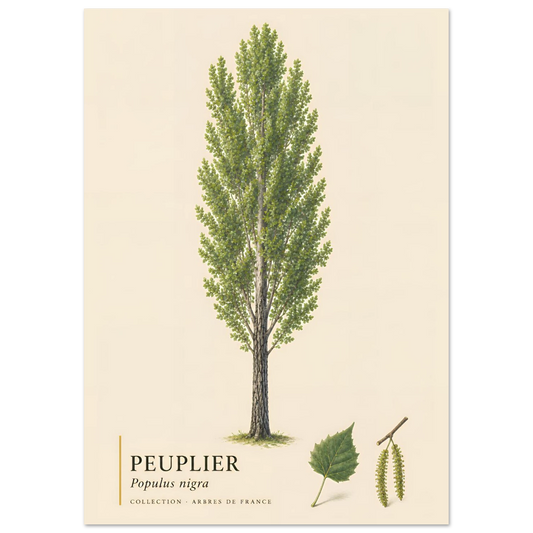 Peuplier Noir - Collection Arbres de France