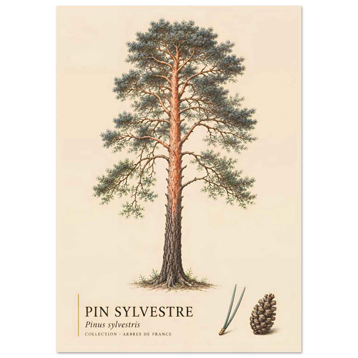 Pin Sylvestre | Collection Arbres de France