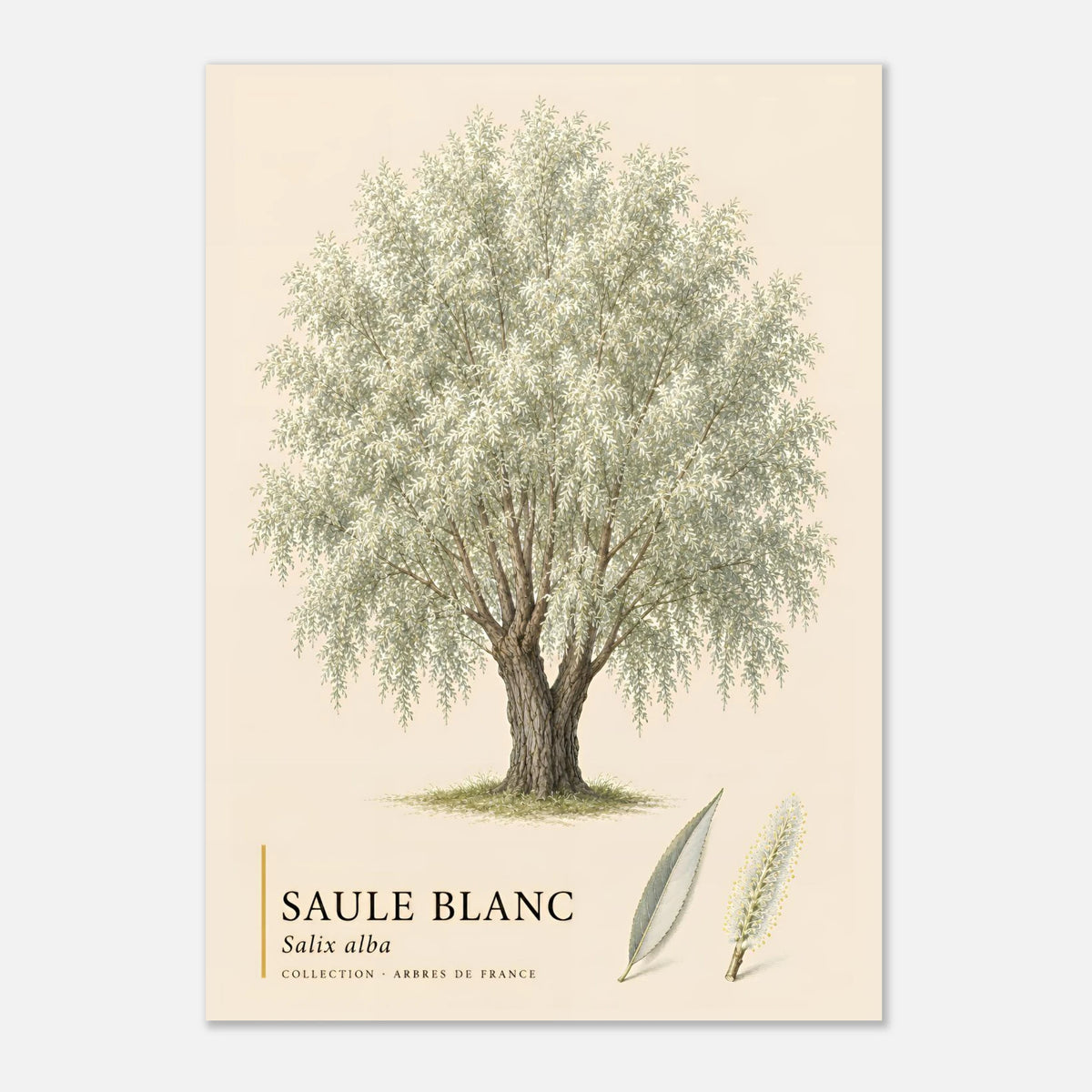 Saule Blanc - Collection Arbres de France