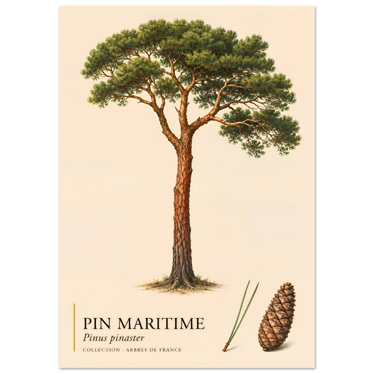 Pin Maritime | Collection Arbres de France