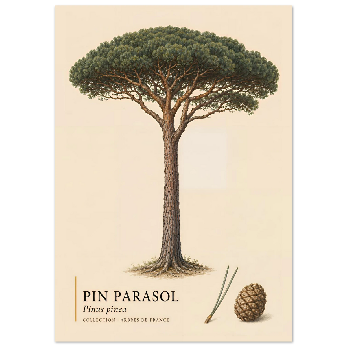 Pin Parasol | Collection Arbres de France