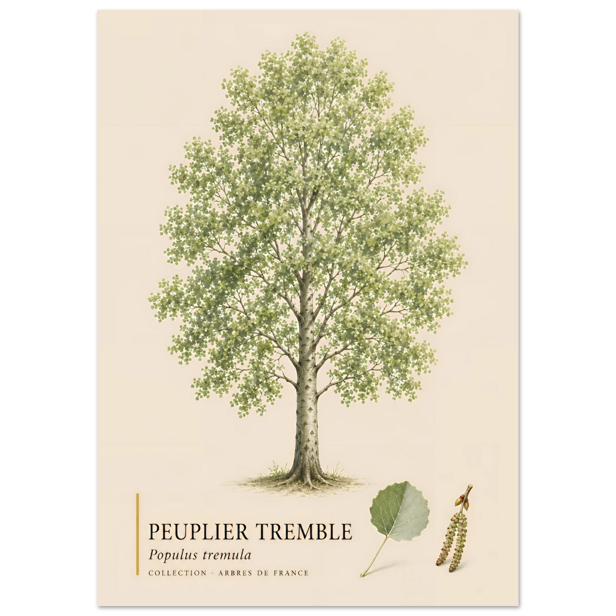 Peuplier Tremble - Collection Arbres de France