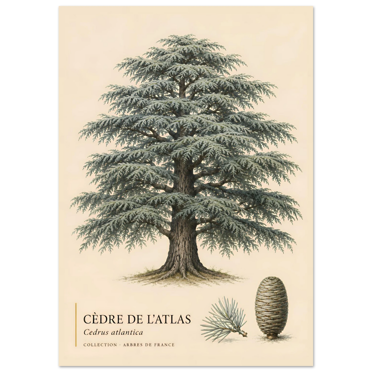Cèdre de l'Atlas | Collection Arbres de France