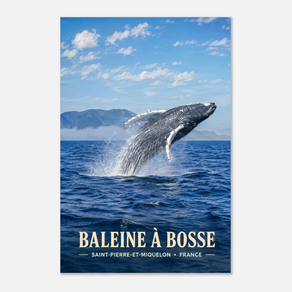 Baleine à Bosse | Saint-Pierre-et-Miquelon