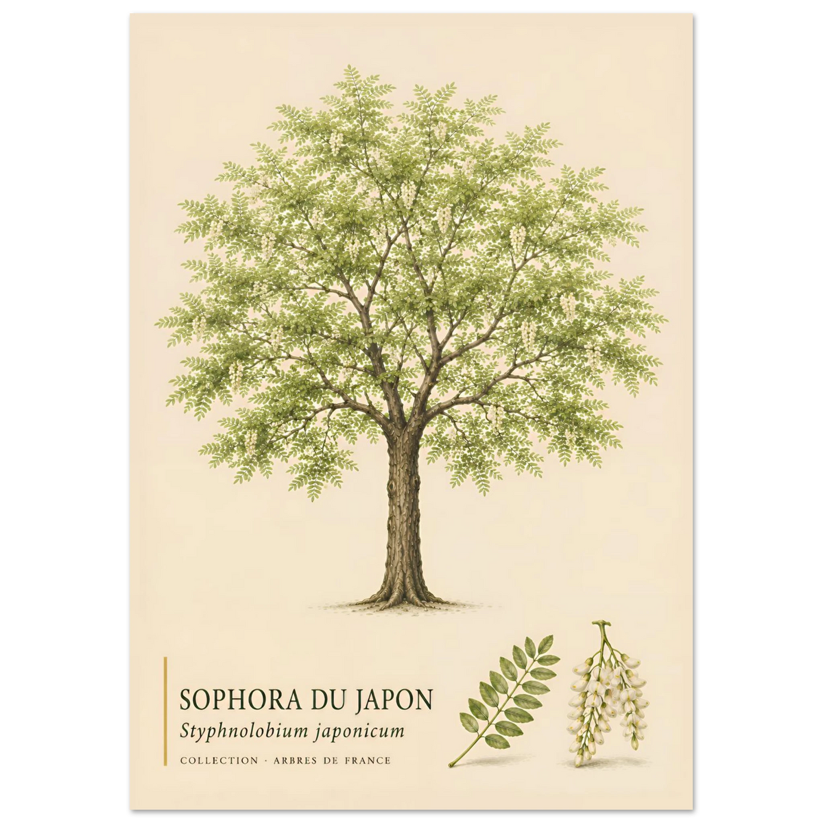 Sophora du Japon | Collection Arbres de France