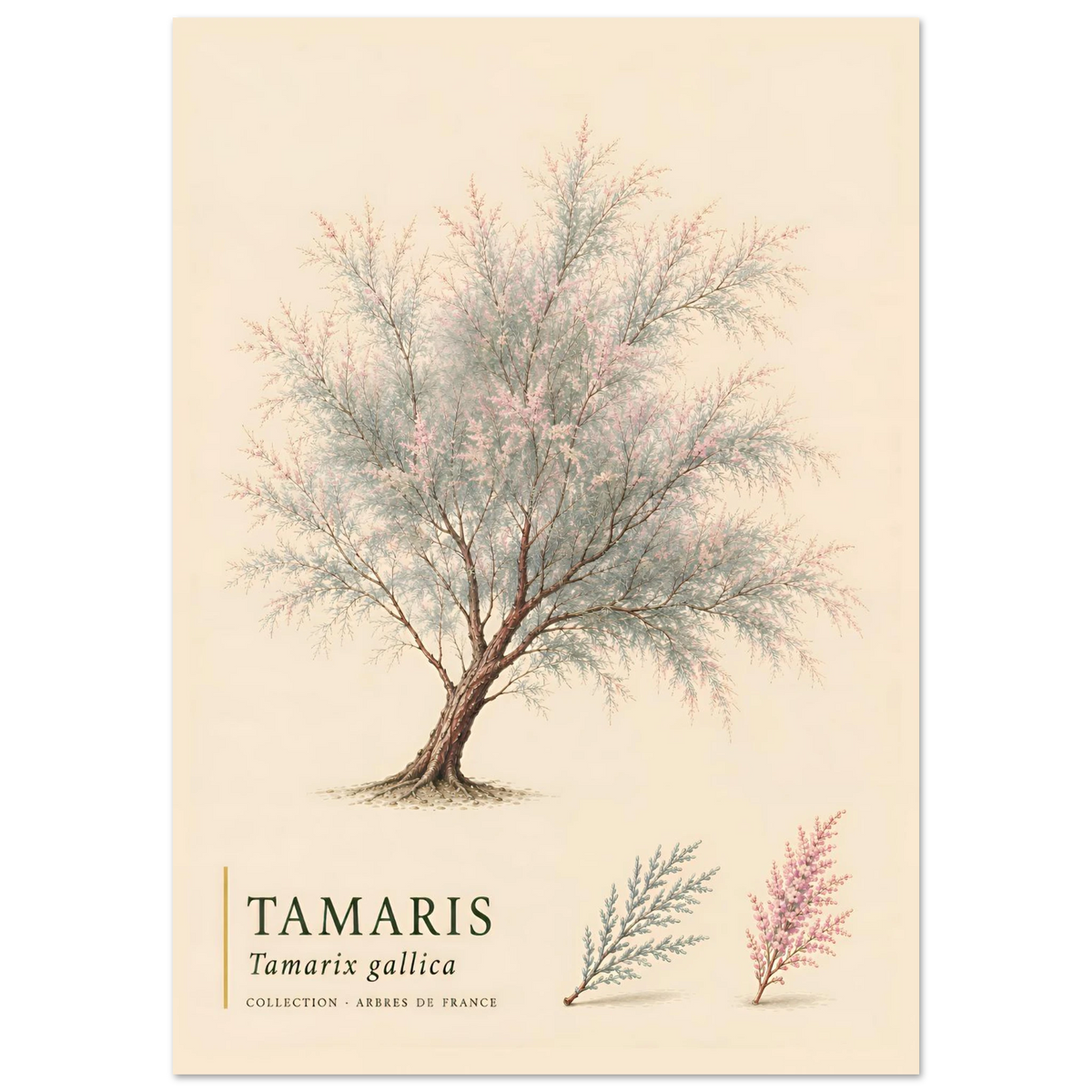 Tamaris | Collection Arbres de France