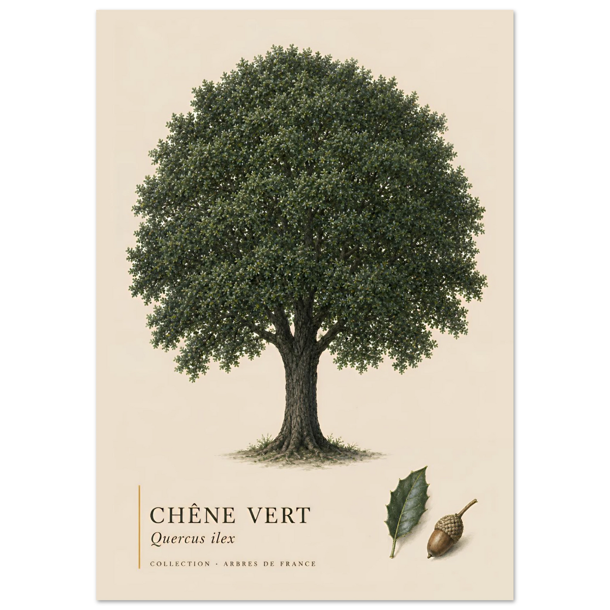 Chêne Vert | Collection Arbres de France