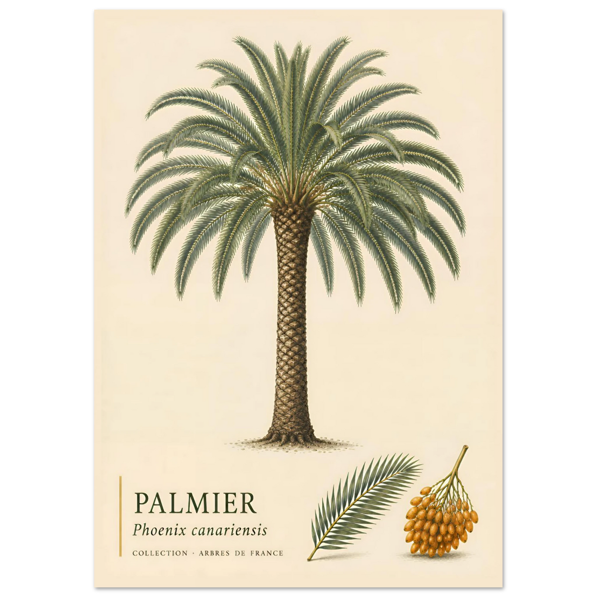Palmier | Collection Arbres de France
