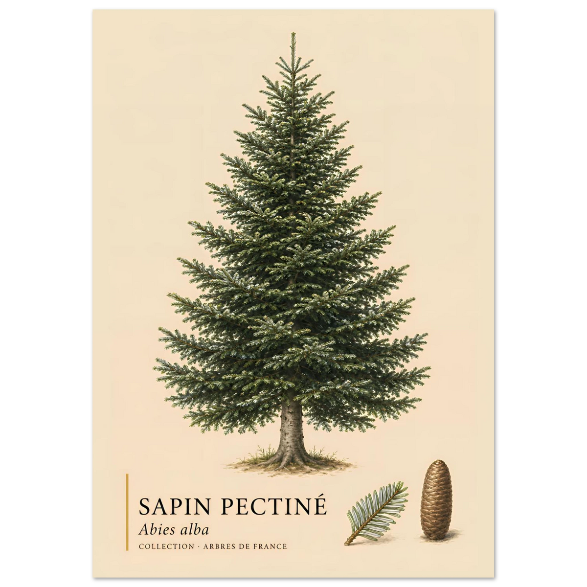 Sapin Pectiné | Collection Arbres de France