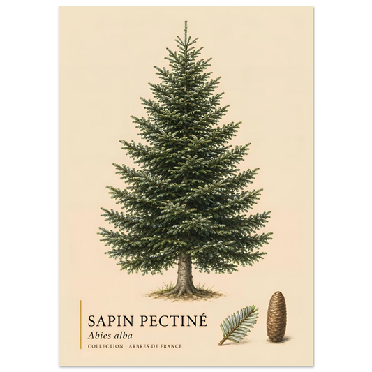 Sapin Pectiné | Collection Arbres de France