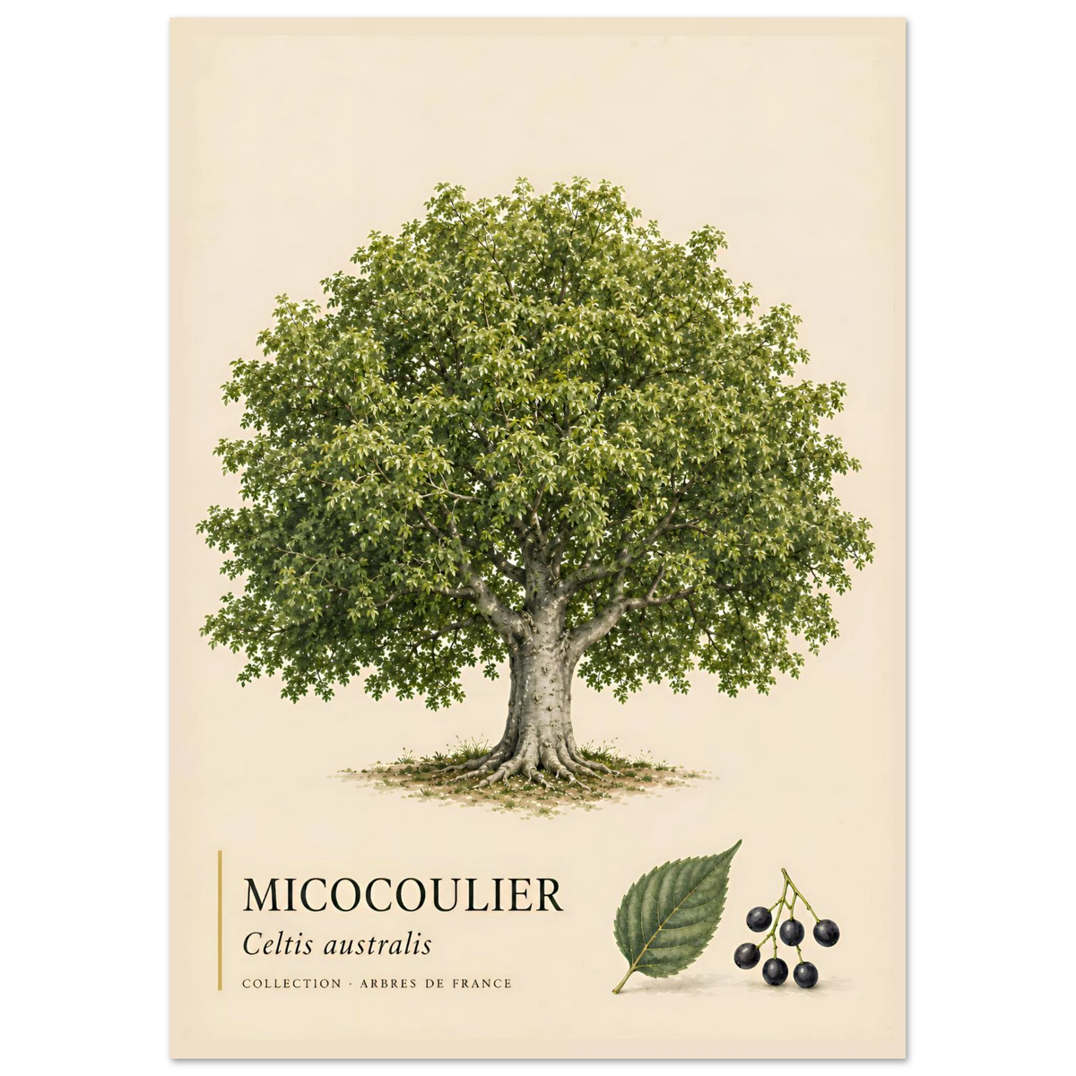 Micocoulier - Collection Arbres de France