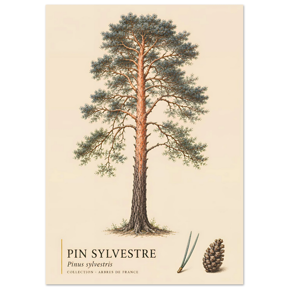 Pin Sylvestre | Collection Arbres de France
