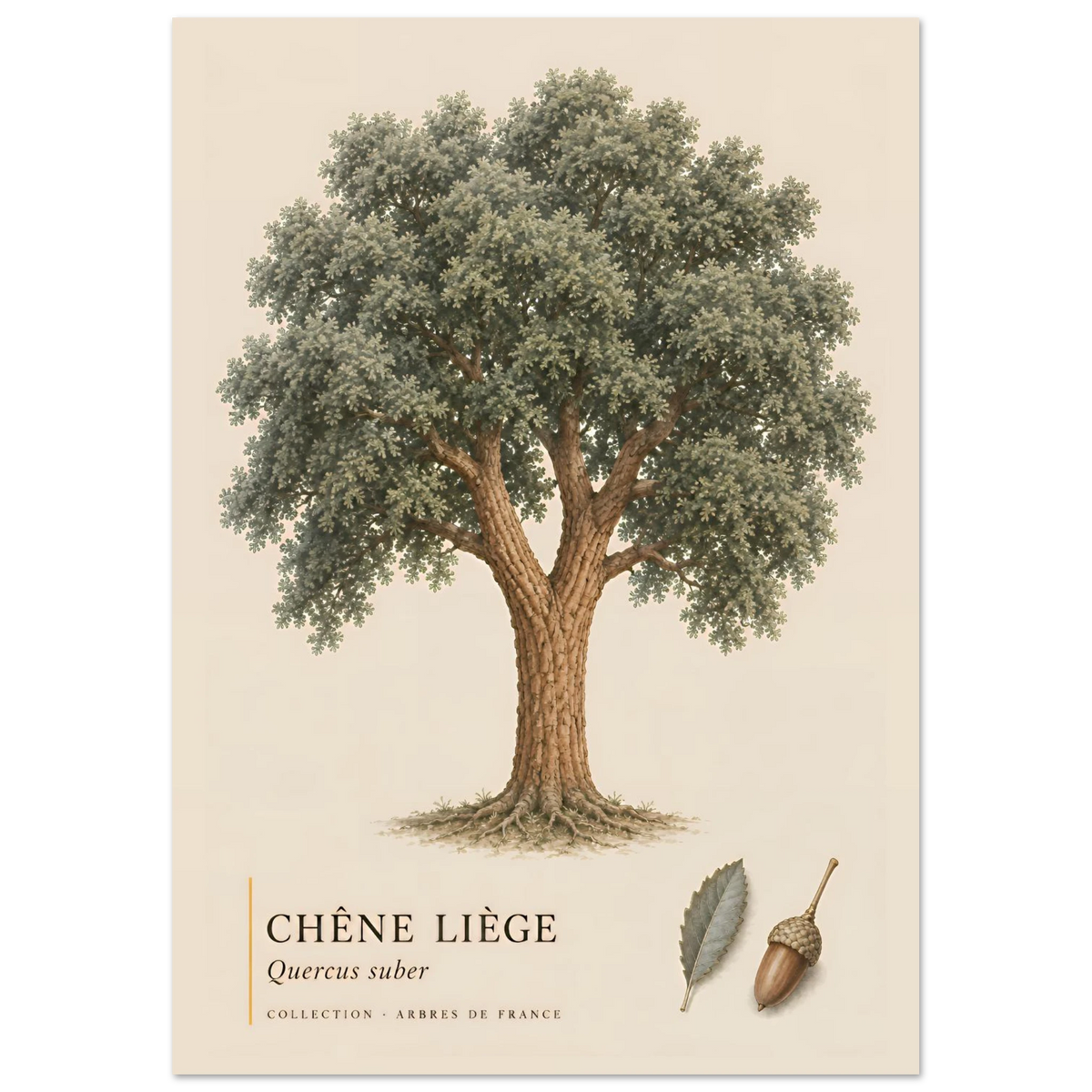 Chêne Liège | Collection Arbres de France