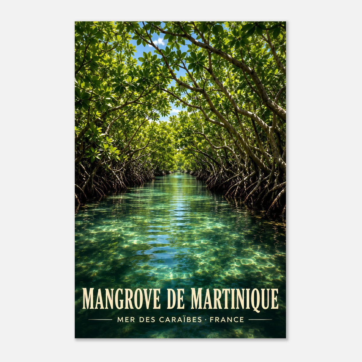 Mangrove de la Baie de Génipa, Trois-Îlets | Martinique