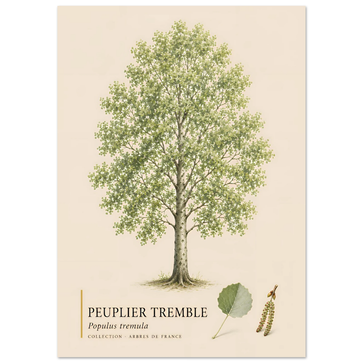 Peuplier Tremble - Collection Arbres de France