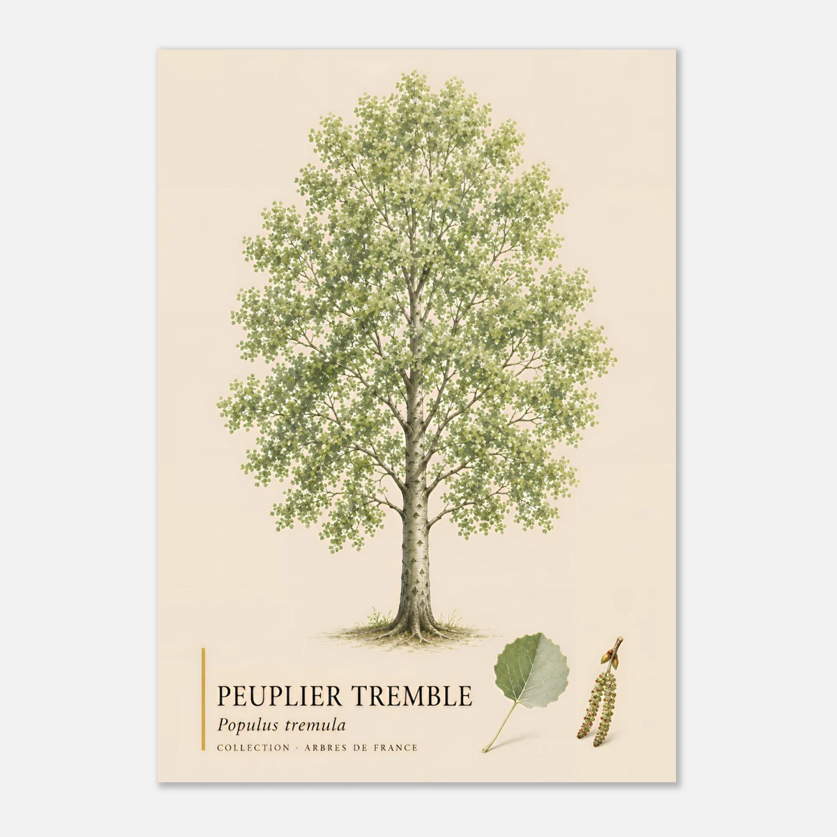 Peuplier Tremble - Collection Arbres de France