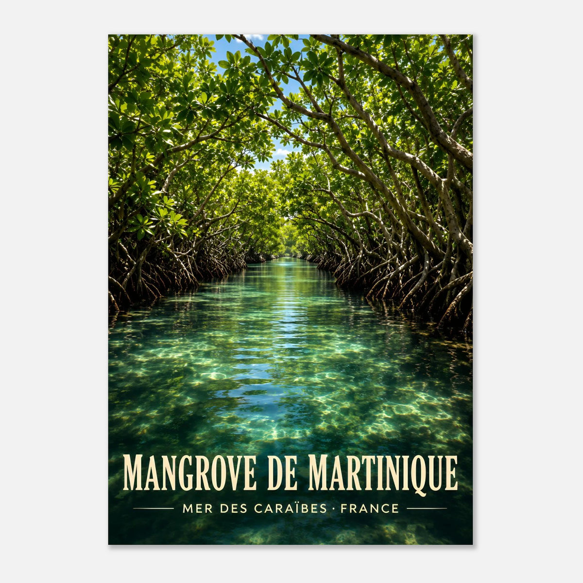 Mangrove de la Baie de Génipa, Trois-Îlets | Martinique