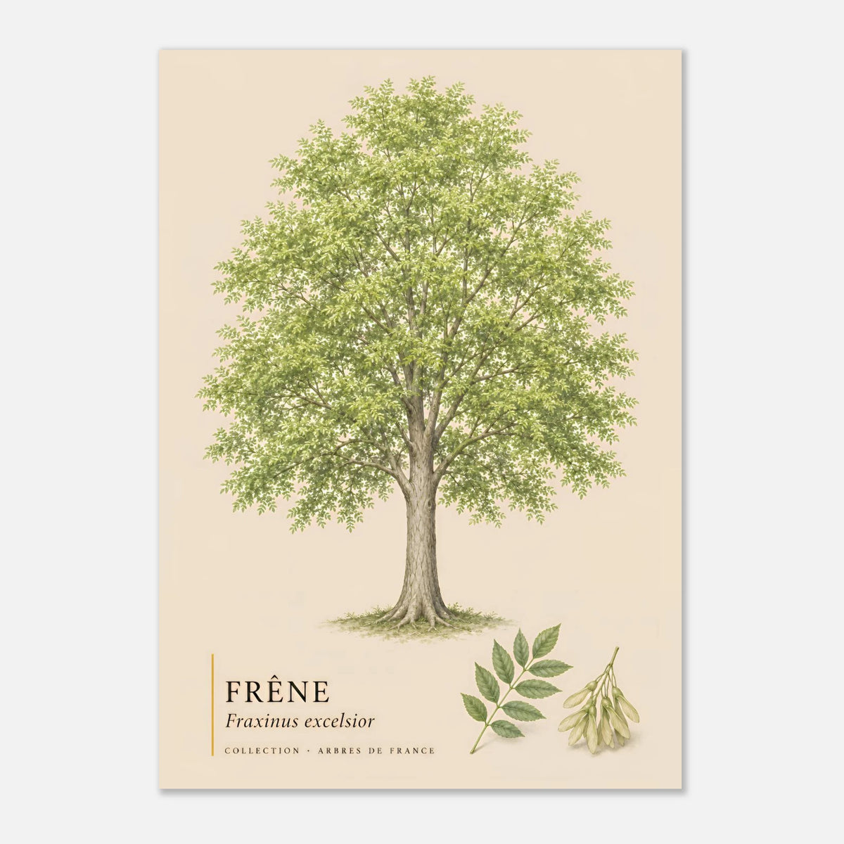 Frêne - Collection Arbres de France