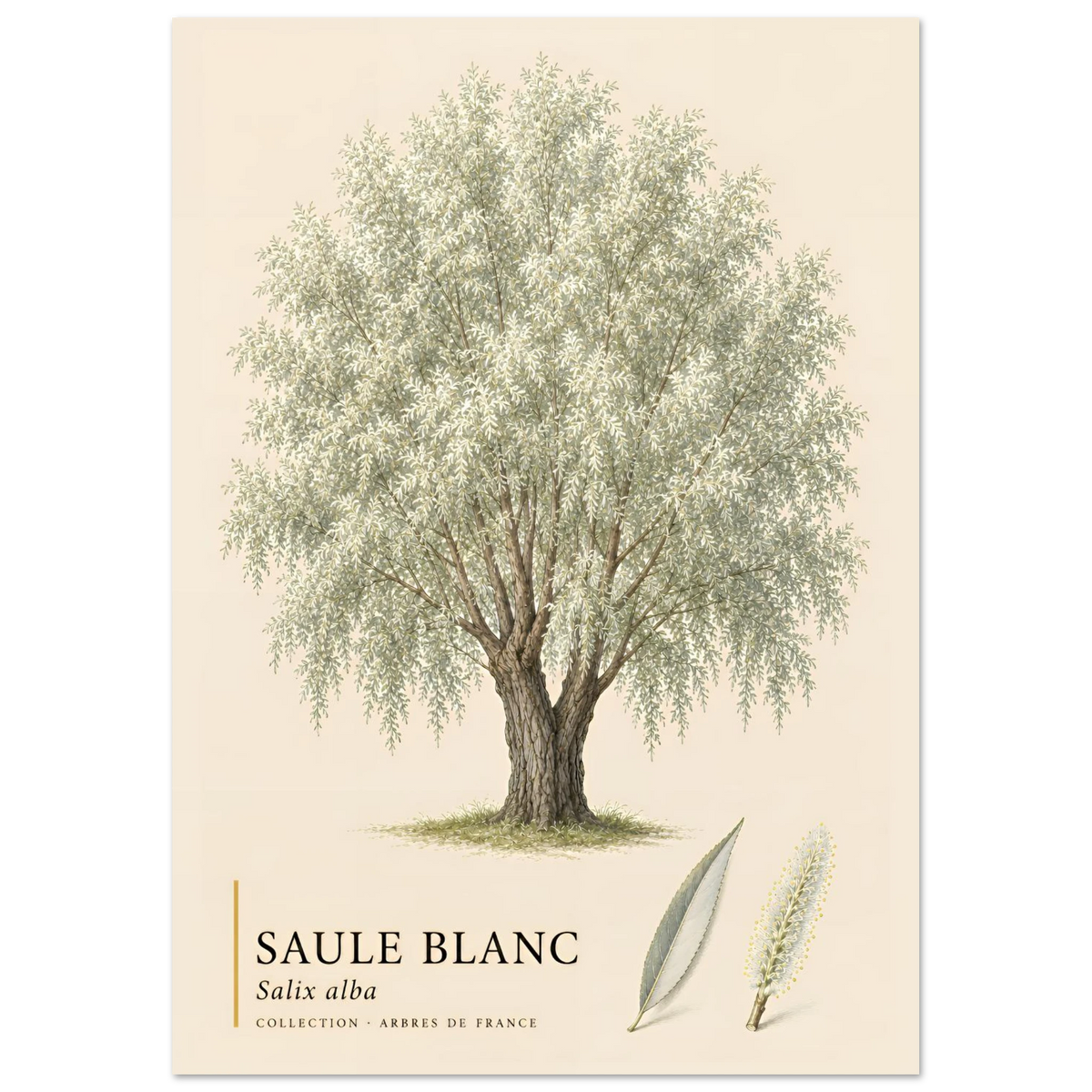 Saule Blanc - Collection Arbres de France