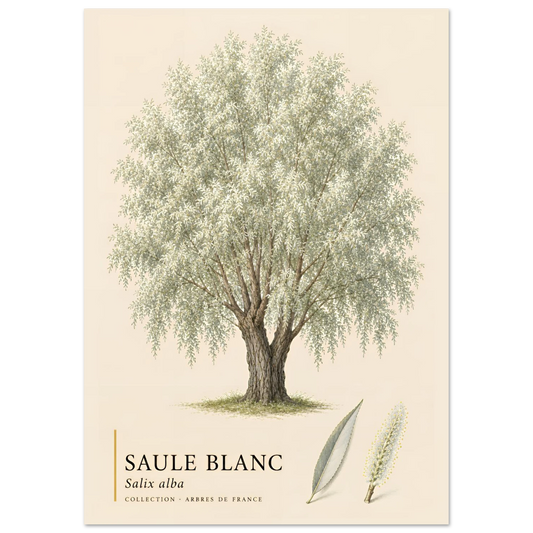 Saule Blanc - Collection Arbres de France